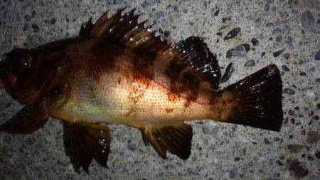 根魚狙い　カサゴ、メバルの釣果